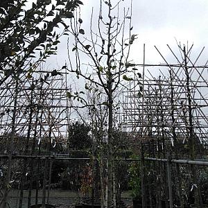 Pyrus c. 'Conference' Container 70lt. 14/16cm.