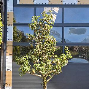 Pyrus c. 'Conference' Karakter Container 65 lt.