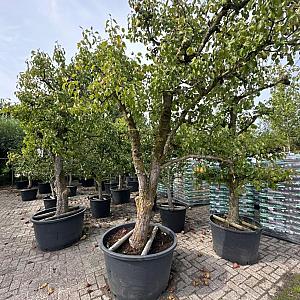 Pyrus c. 'Conference' Karakter Container 65 lt.