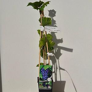 Vitis 'Boskoop Glory' Container 2lt. 60/80cm.