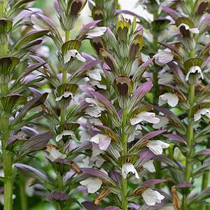 Acanthus mollis Pot 9cm.