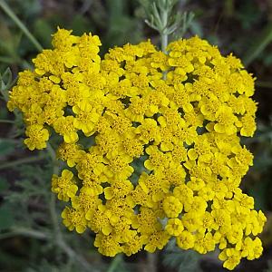 Achillea 'Credo' Pot 9cm.