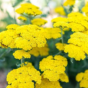 Achillea 'Moonshine' Pot 9cm.