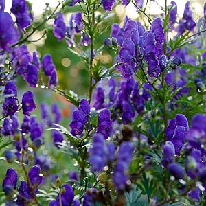 Aconitum henryi 'Spark's Variety' Pot 9cm.