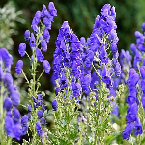 Aconitum carm. 'Arendsii' Pot 9cm.