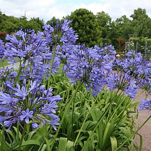 Agapanthus africanus Container 5lt.