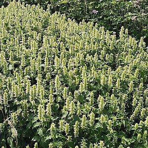 Agastache rugosa 'Alabaster' Pot 9cm.