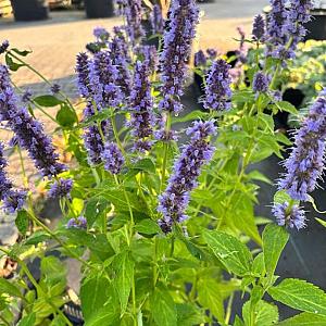 Agastache 'Blue Fortune' Pot 9cm.