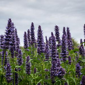 Agastache 'Black Adder' Pot 9cm.