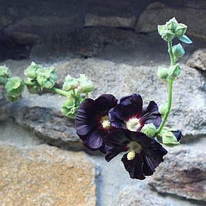Alcea rosea 'Nigra' Pot 9cm.