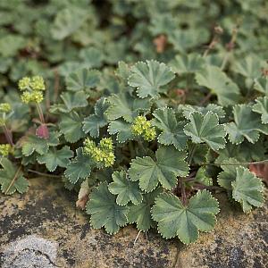 Alchemilla erythropoda Pot 9cm.