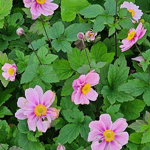 Anemone hybr. 'Königin Charlotte' Pot 9cm.