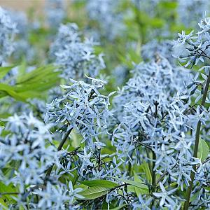 Amsonia tabernaemontana Pot 9cm.