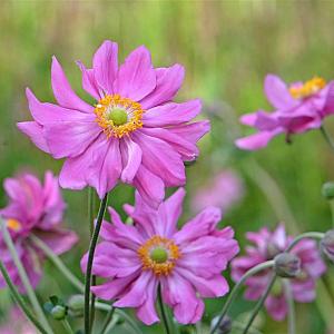 Anemone hup. 'Prinz Heinrich' Pot 9cm.