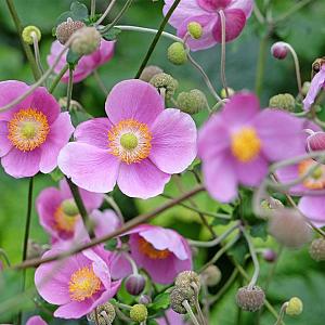 Anemone hup. 'Splendens' Pot 9cm.