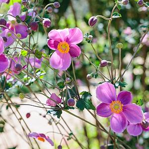 Anemone hyb. 'Hadspen Abundance' Pot 9cm.