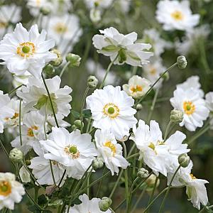 Anemone hyb. 'Whirlwind' Pot 9cm.