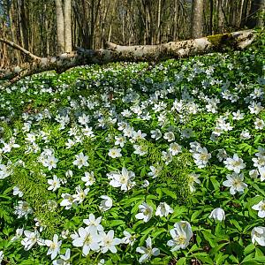 Anemone nemorosa Pot 9cm.