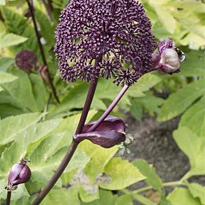 Angelica gigas Pot 9cm.