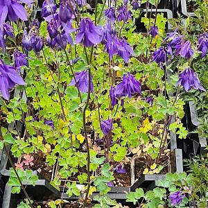Aquilegia alpina Pot 9cm.