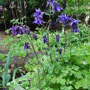Aquilegia vulgaris Pot 9cm.