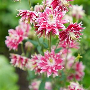 Aquilegia 'Nora Barlow' Pot 9cm.