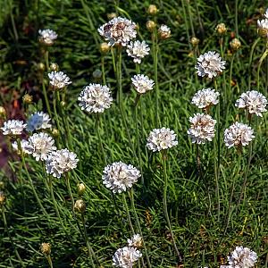Armeria mar. 'Alba' Pot 9cm.