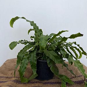 Asplenium scolopendrium Container 2lt.
