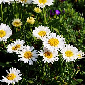 Aster alpinus 'Albus' Pot 9cm.