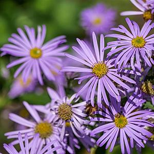 Aster amellus 'Rudolf Goethe' Pot 9cm.