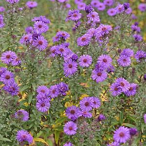Aster n.-a. 'Purple Dome' Pot 9cm.