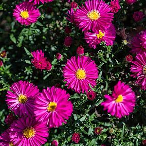 Aster (D) 'Jenny' Pot 9cm.