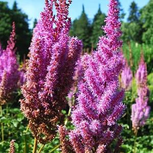 Astilbe chinensis 'Superba' Pot 9cm.