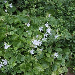 Campanula posch. 'E.H. Frost' Pot 9cm.