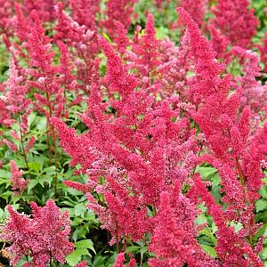 Astilbe (A) 'Fanal' Pot 9cm.