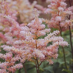 Astilbe (J) 'Europa' Pot 9cm.