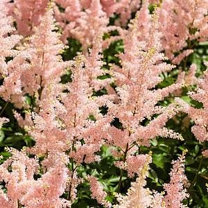 Astilbe (J) 'Peach Blossom' Pot 9cm.