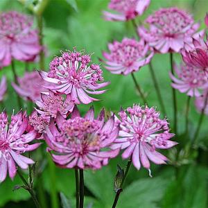 Astrantia maj. 'Claret' Pot 9cm.