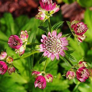 Astrantia maj. 'Lars' Pot 9cm.