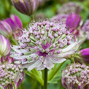 Astrantia maj. 'Rubra' Pot 9cm.