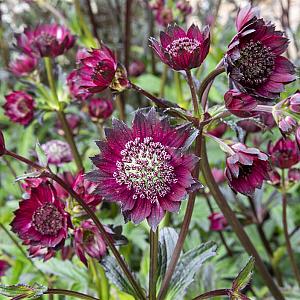 Astrantia maj. 'Ruby Wedding' Pot 9cm.