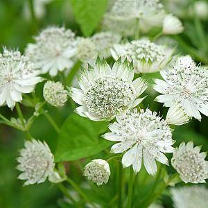 Astrantia maj. 'Shaggy' Pot 9cm.