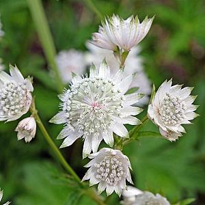 Astrantia major 'Snow star' Pot 9cm.