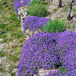 Aubrieta 'Cascade Blue' Pot 9cm.
