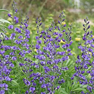 Baptisia australis Pot 9cm.
