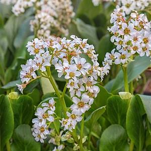 Bergenia 'Bressingham White' Pot 9cm.