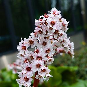 Bergenia 'Silberlicht' Pot 9cm.