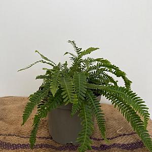 Blechnum spicant Pot 9cm.