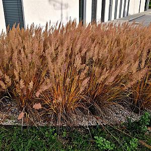 Calamagrostis brachytricha Pot 9cm.