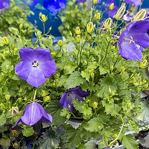 Campanula carp. 'Blaue Clips' Pot 9cm.